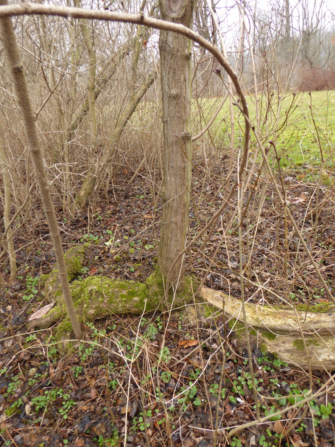 Robinia viscosa - Dresden-Pillnitz - Januar 2020