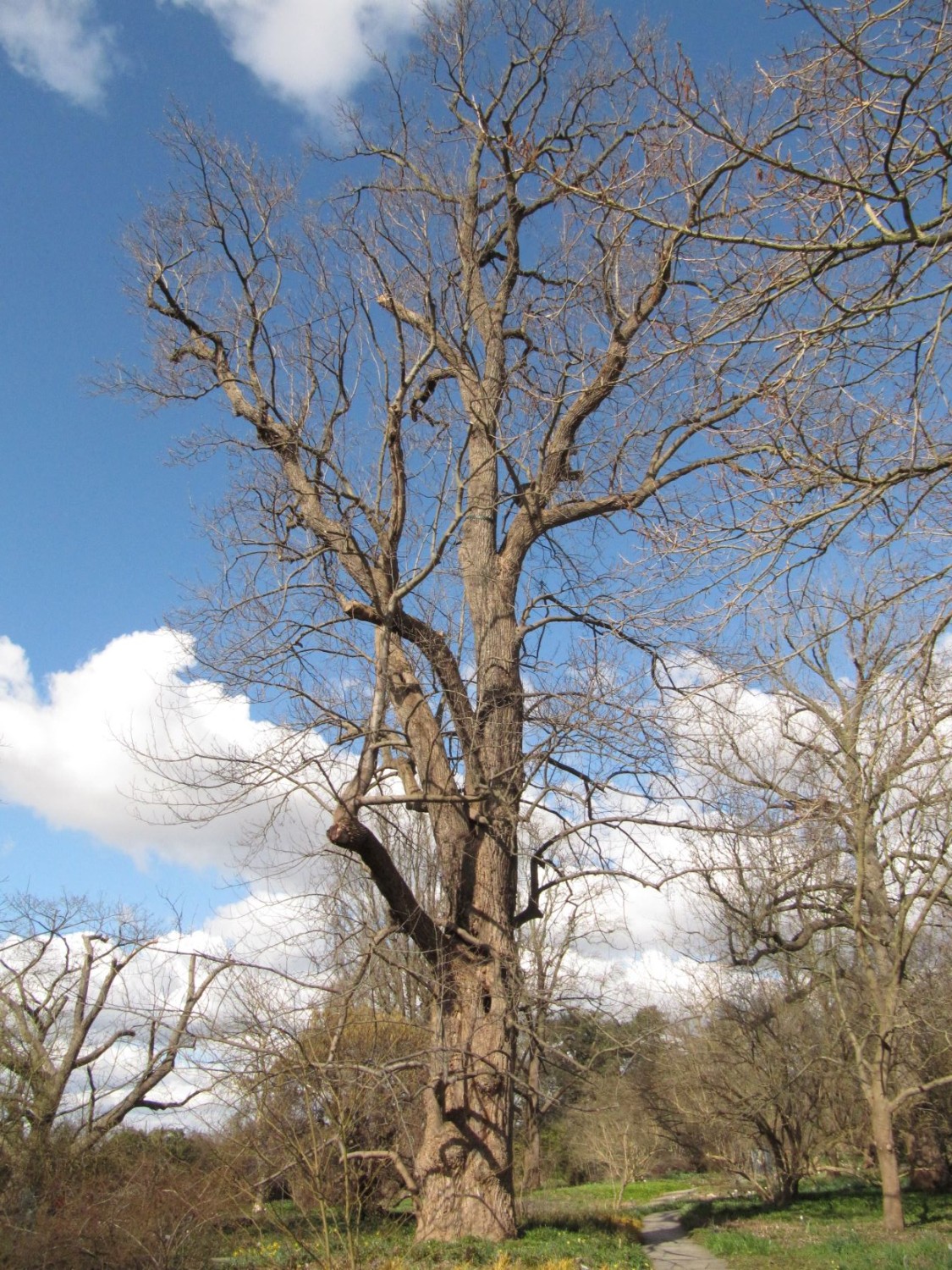 Liriodendron tulipifera