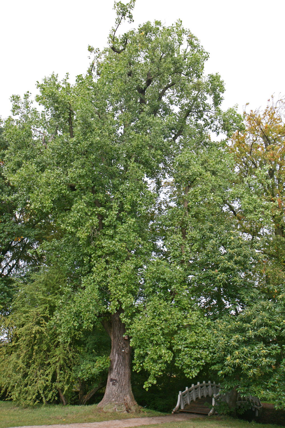 Liriodendron tulipifera