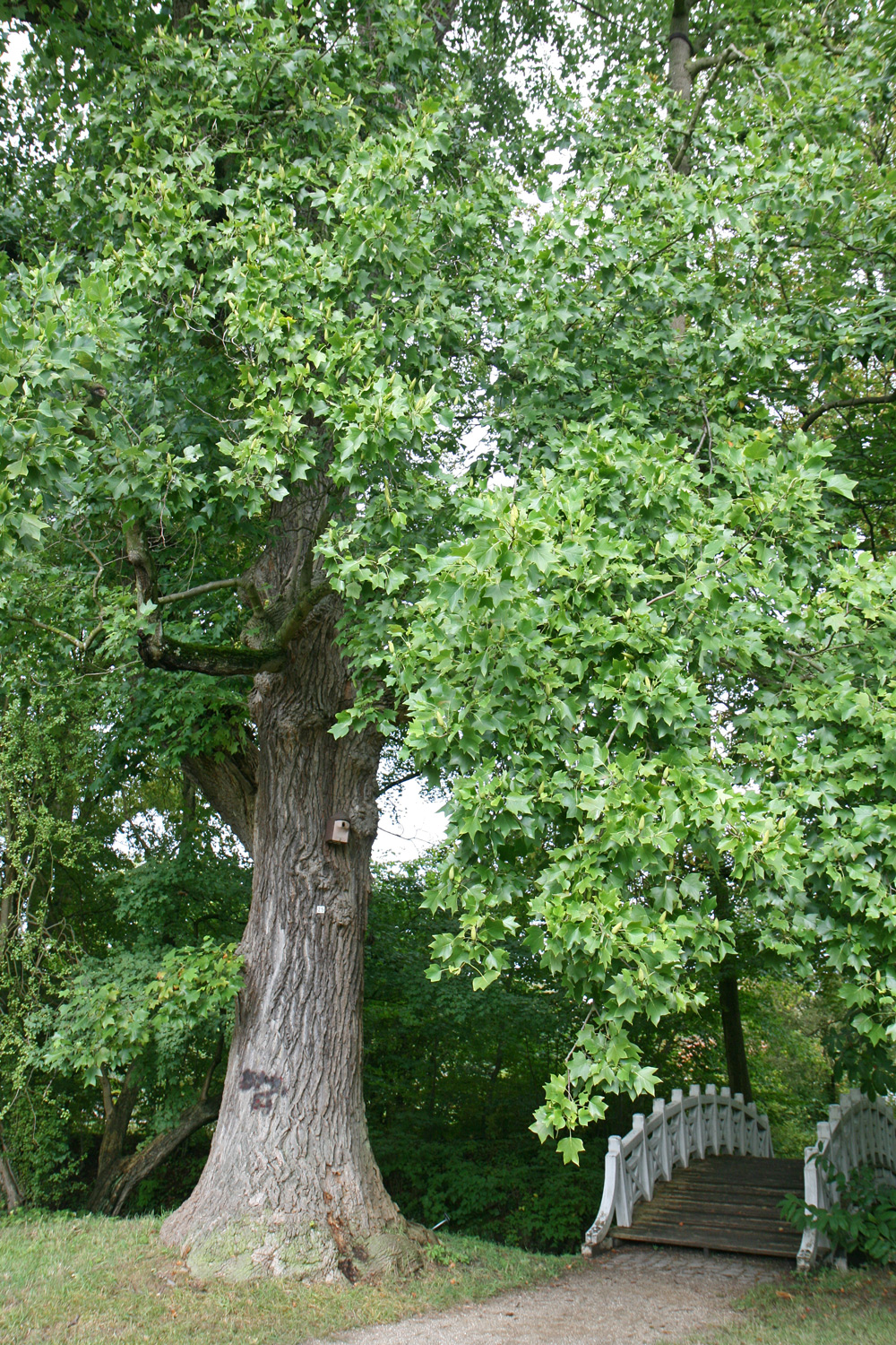 Liriodendron tulipifera - Schlosspark Eutin - Sept. 2019