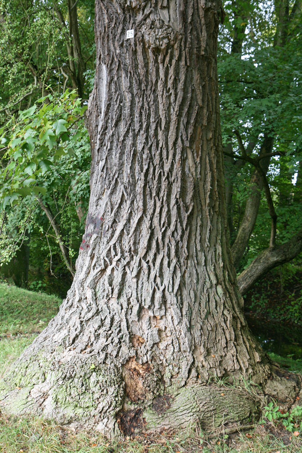 Liriodendron tulipifera - Schlosspark Eutin - Sept. 2019