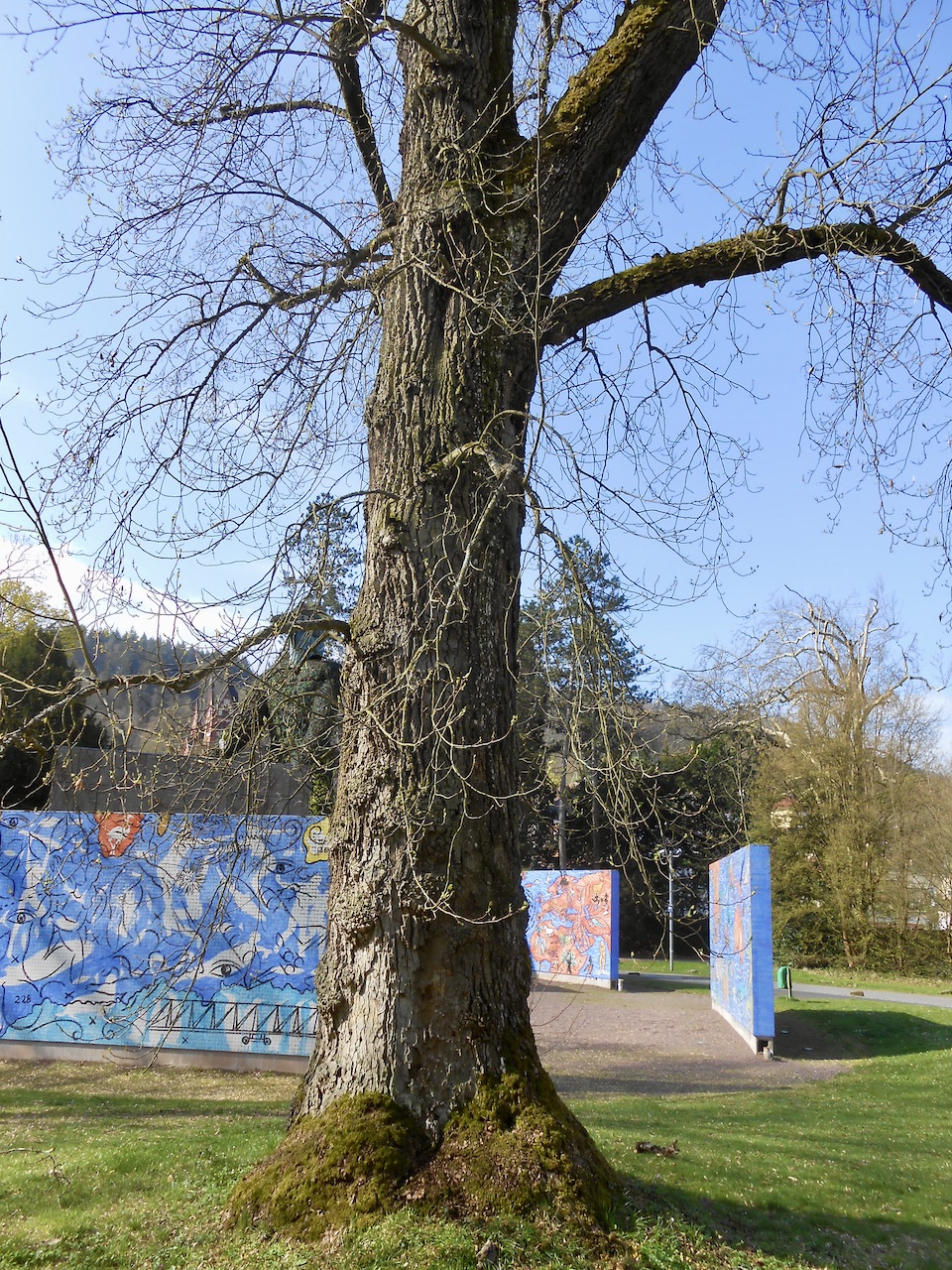 Liriodendron tulipifera - Mettlach - April 2022