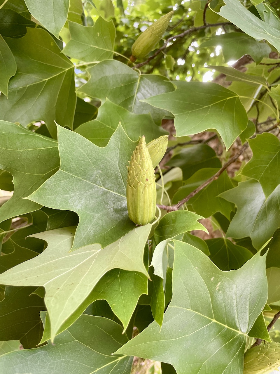 Liriodendron tulipifera - Mettlach - Juli 2023