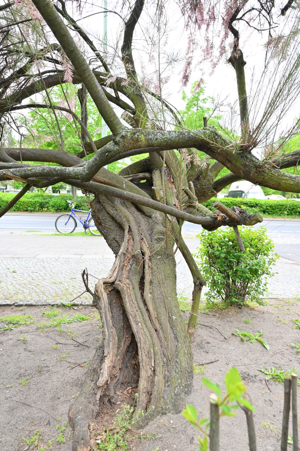 Tamarix pentandra - Berlin - 2020