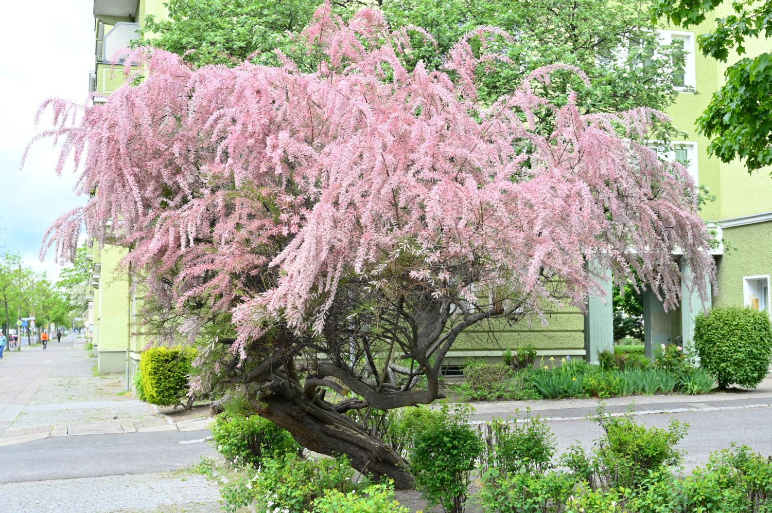 Tamarix pentandra - Berlin - 2020