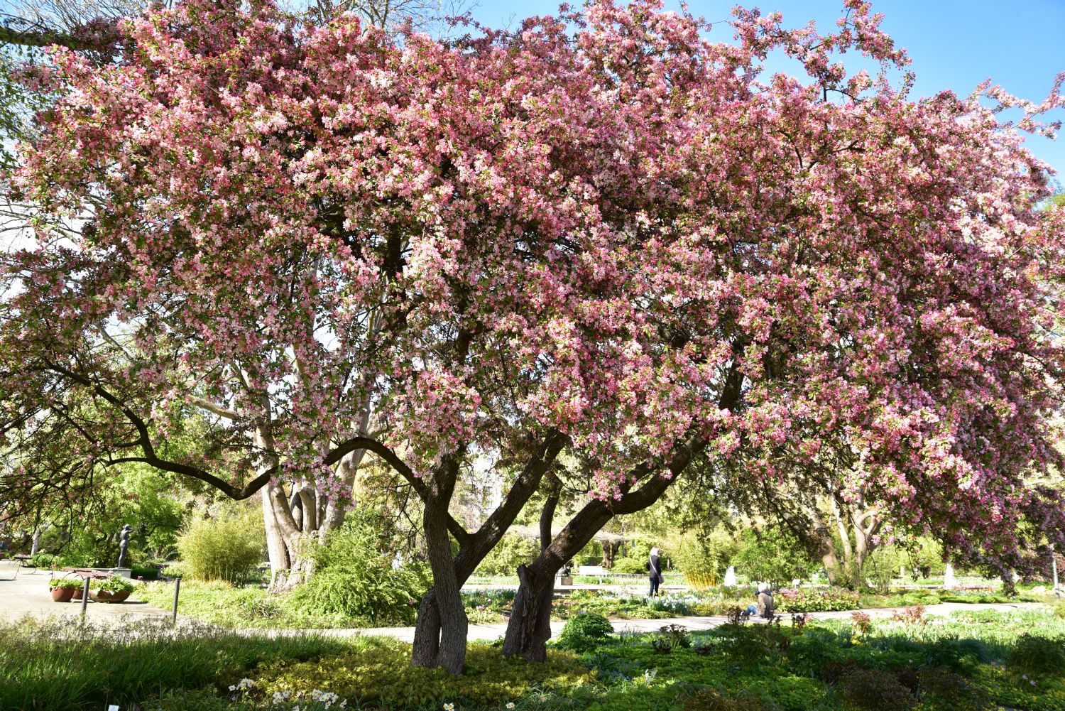 floribunda Malus