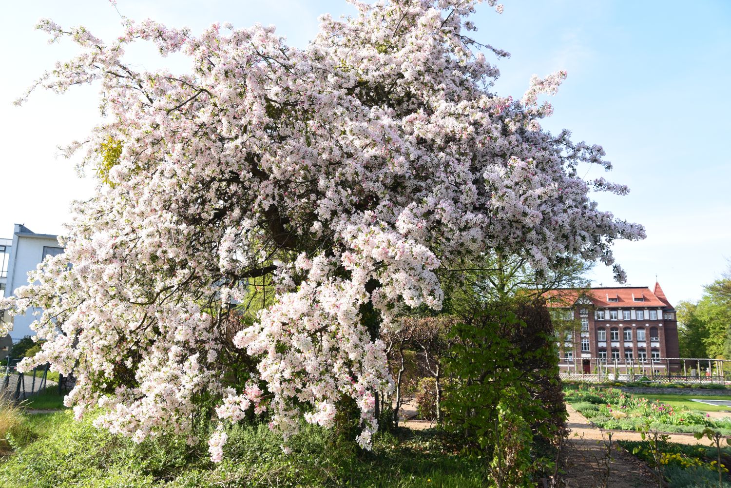 floribunda Malus
