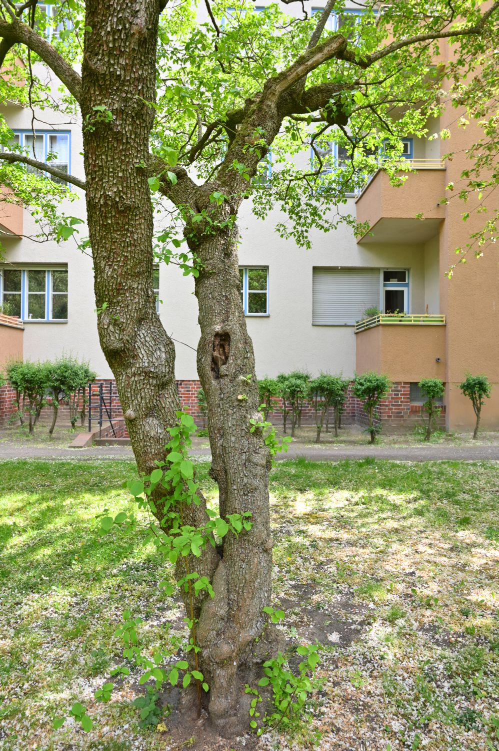Cornus sanguinea - Berlin, Prenzlauer Berg - Mai 2020