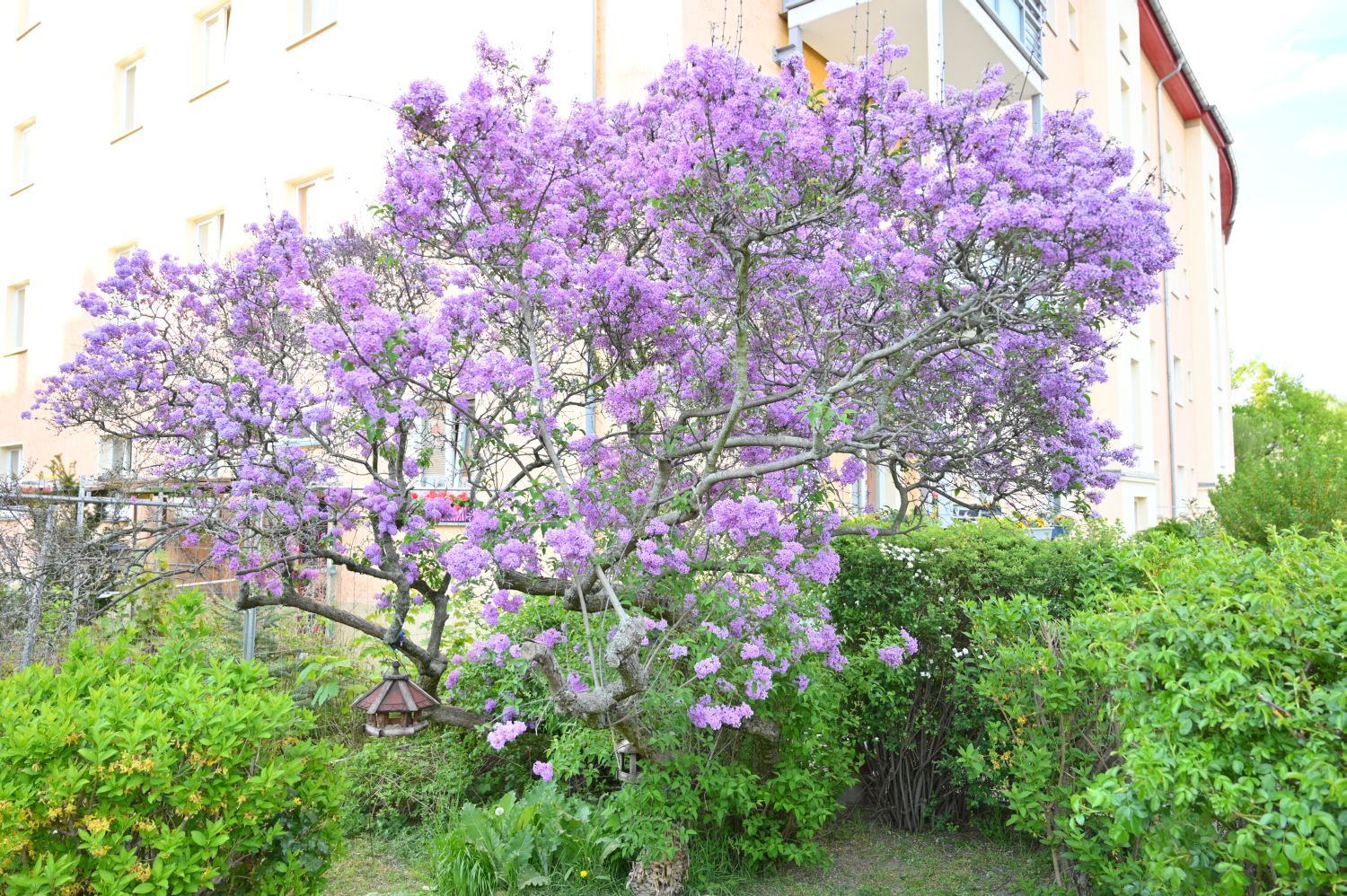 Syringa × persica 'Chinensis' - Berlin-Weißensee - 2020