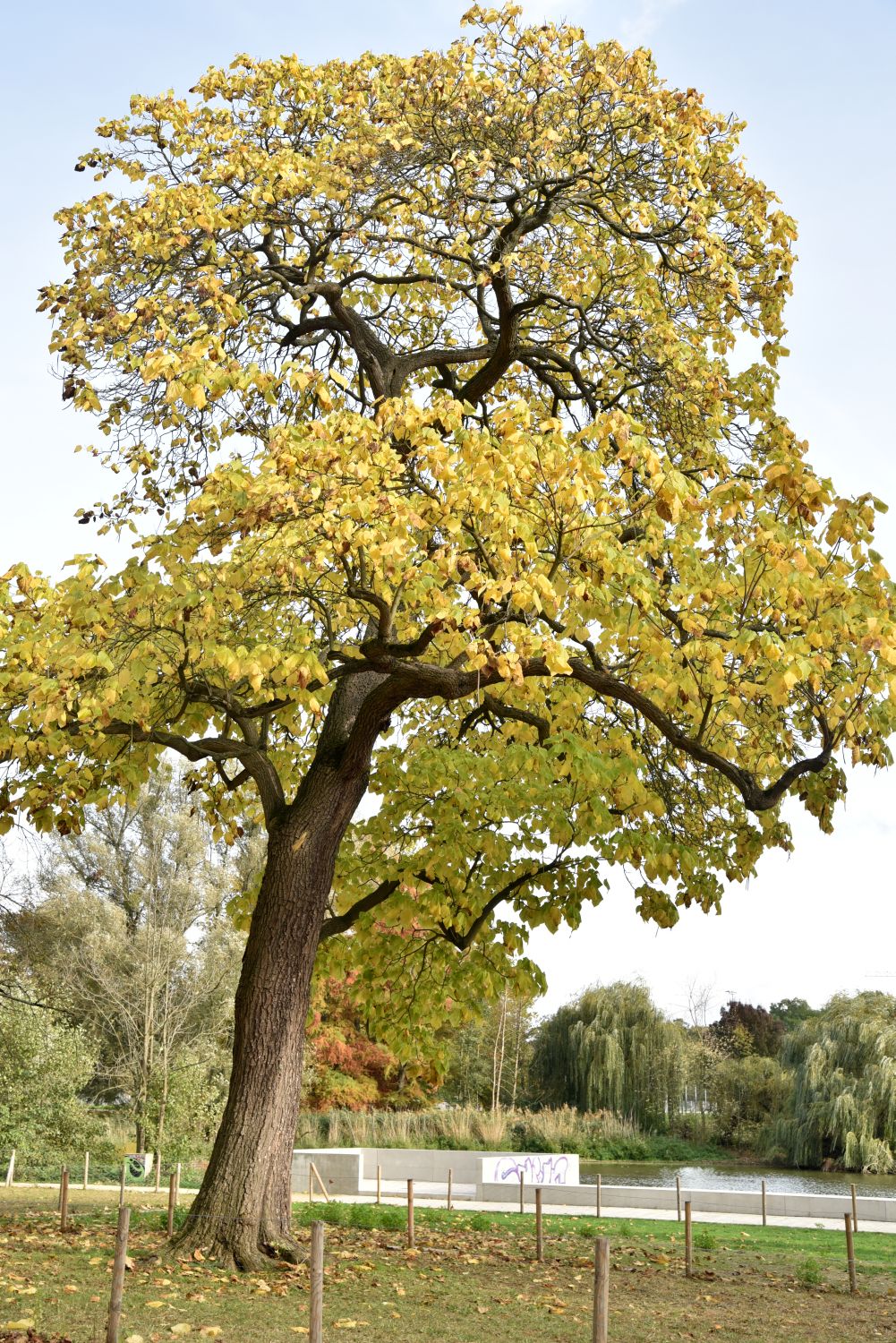 Catalpa speciosa