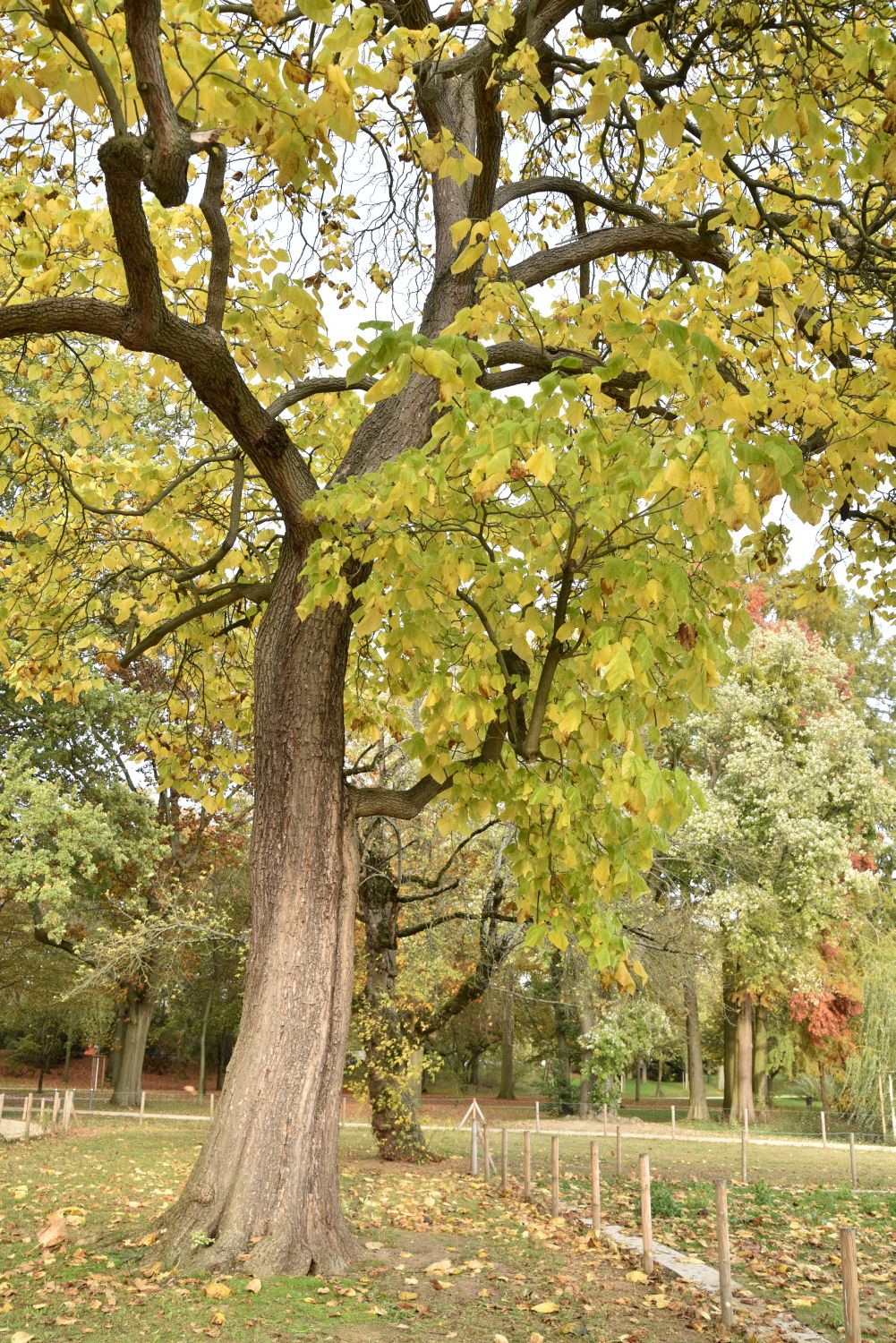 Catalpa speciosa - Frankfurt, Ostpark - Oktober 2019