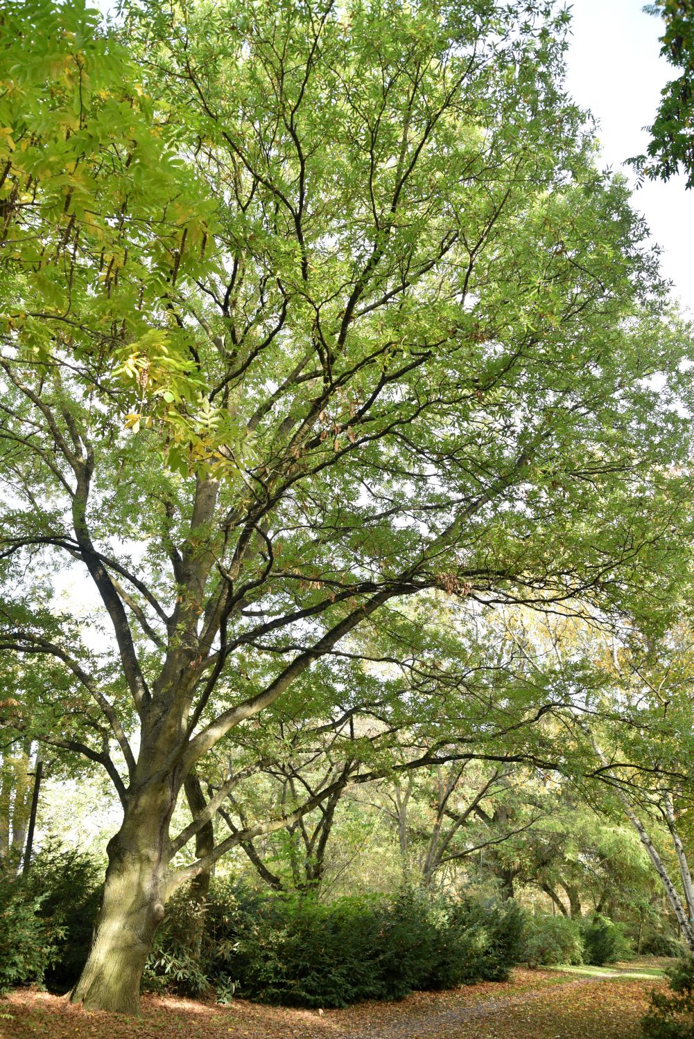 castaneifolia Quercus