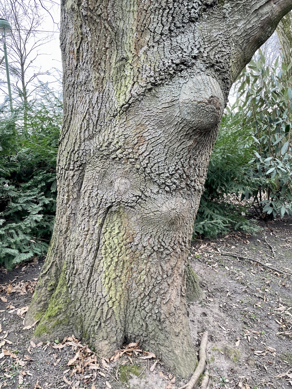Quercus castaneifolia - Frankfurt, Ostpark - Februar 2025