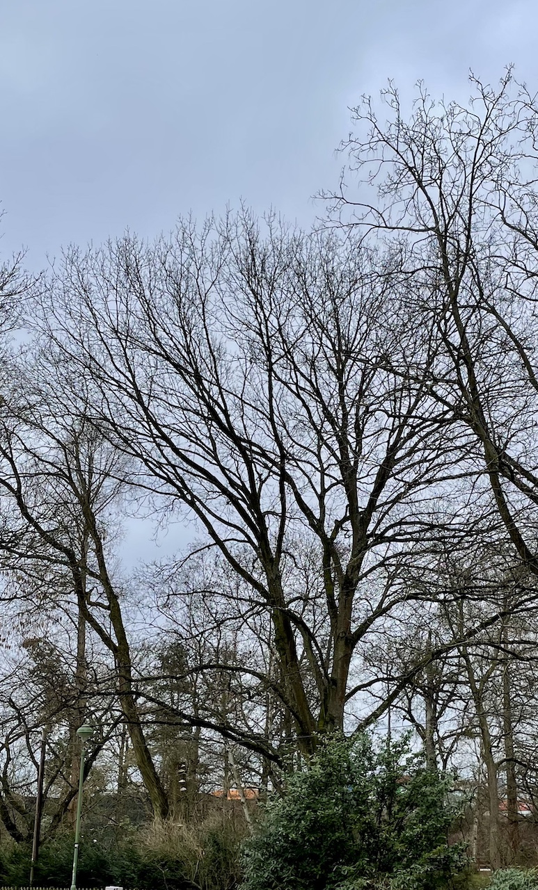 Quercus castaneifolia - Frankfurt, Ostpark - Februar 2025