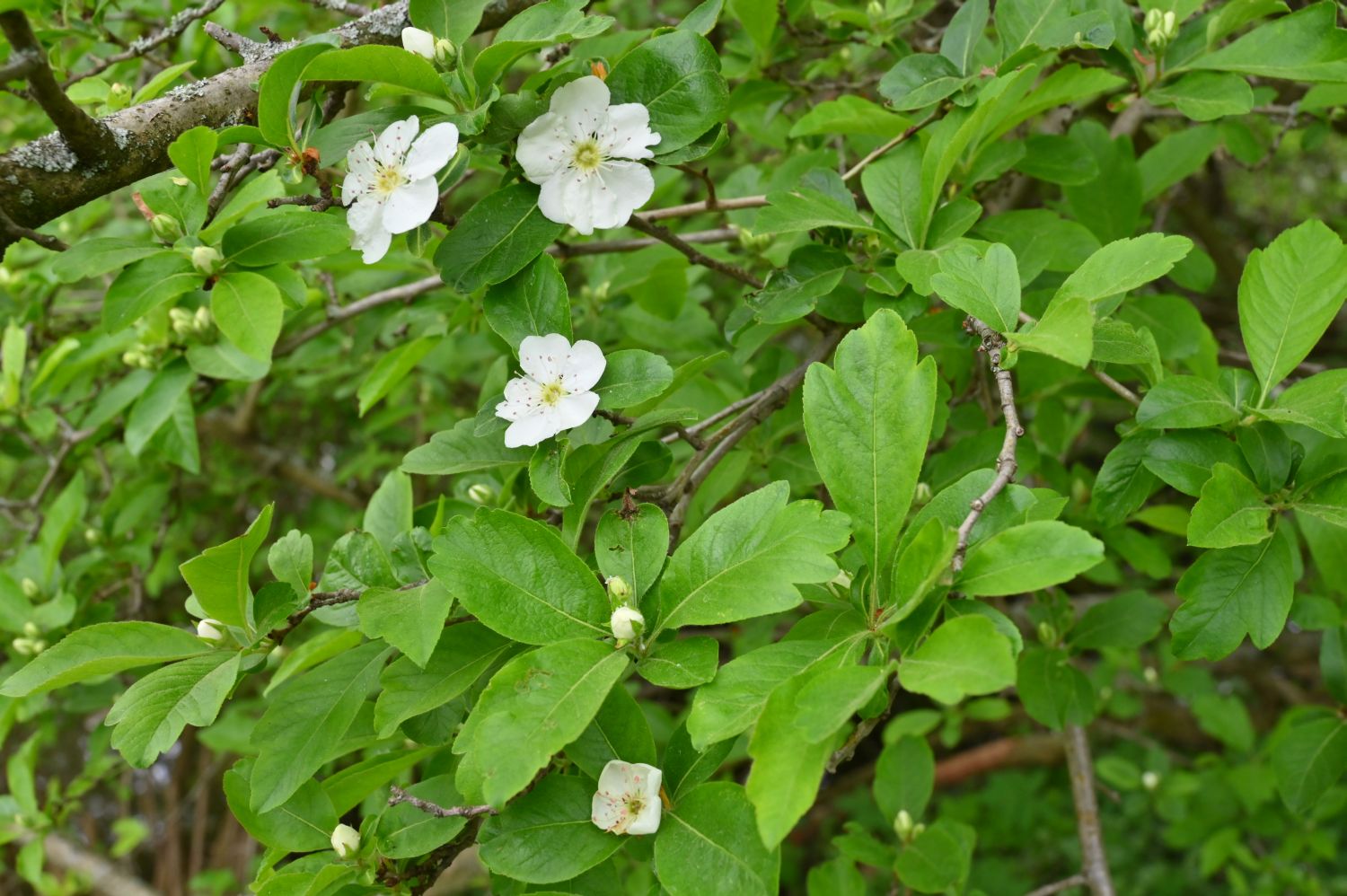 × Crataemespilus grandiflora - Berlin, Tiergarten, Luiseninsel - 2020