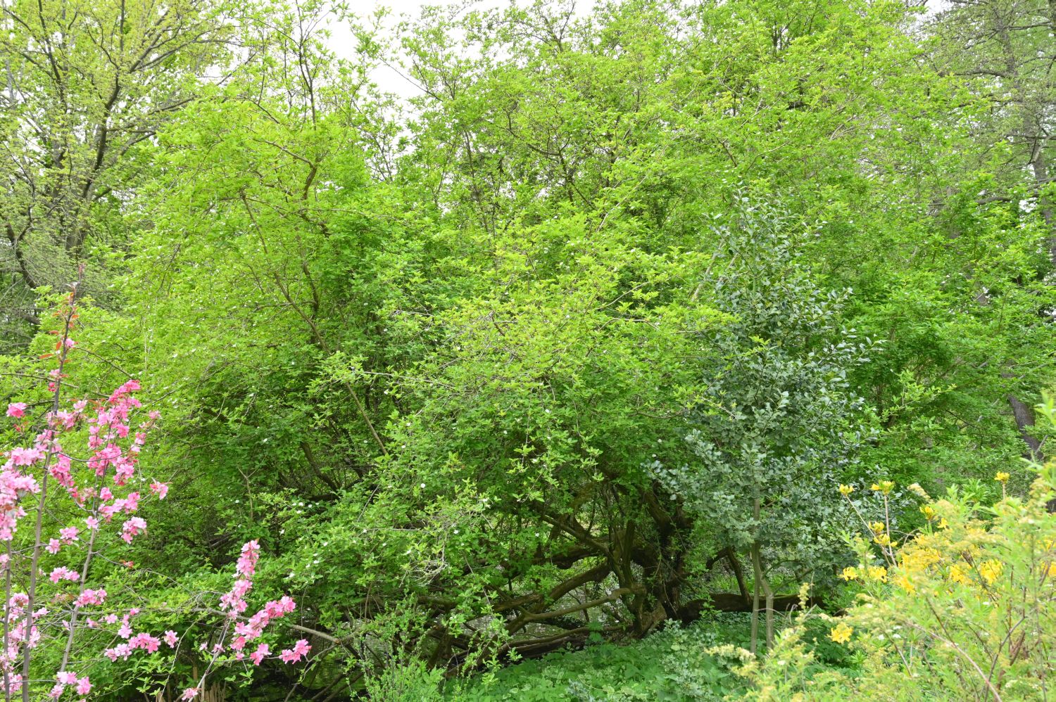 × Crataemespilus grandiflora - Berlin, Tiergarten, Luiseninsel - 2020