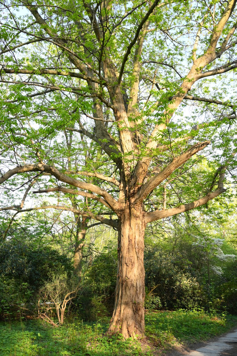 Pterocarya fraxinifolia - Berlin, Tiergarten, Tiergartengewässer - 2020