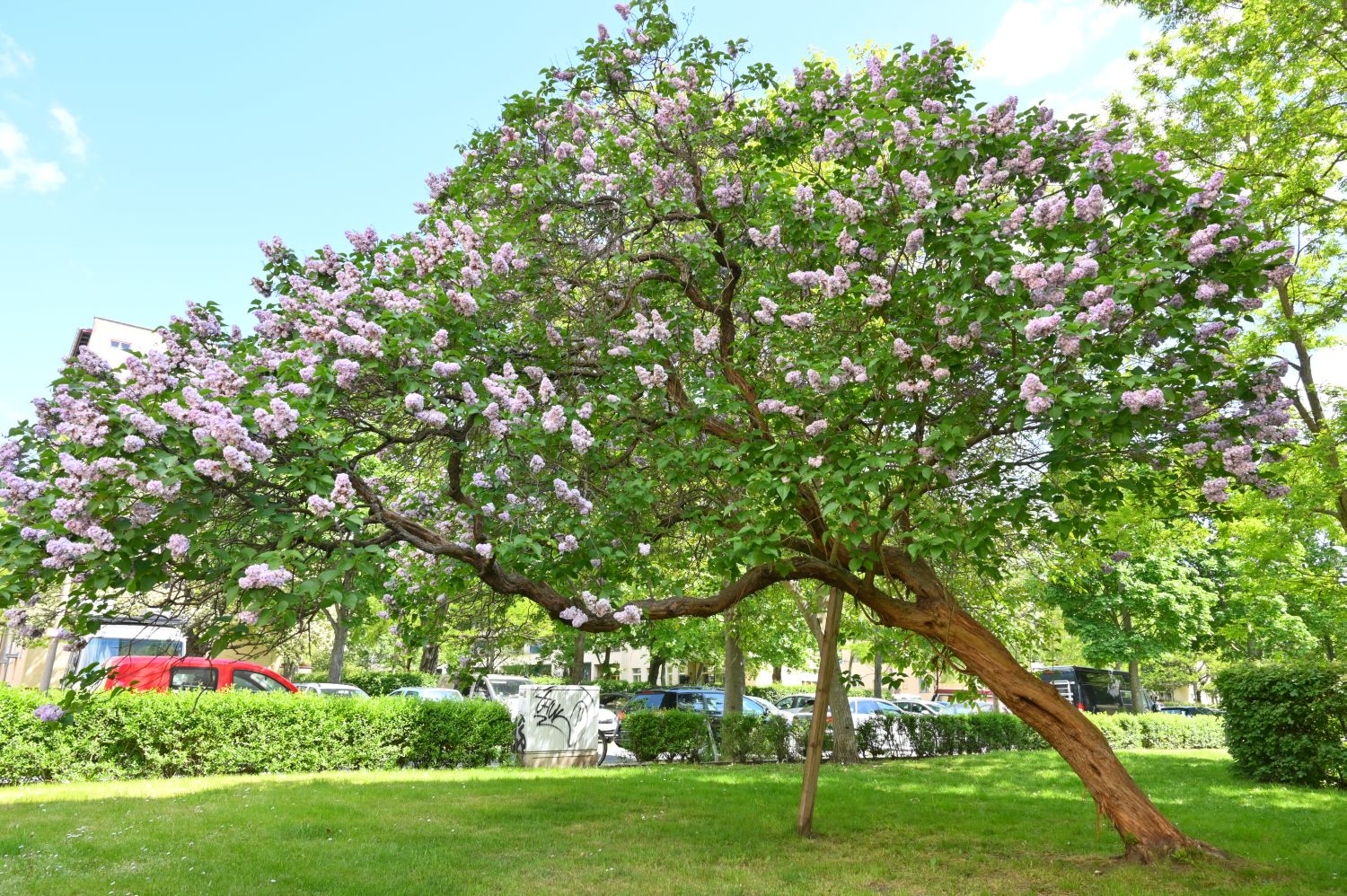 Syringa vulgaris - Berlin, Prenzlauer Berg - 2020