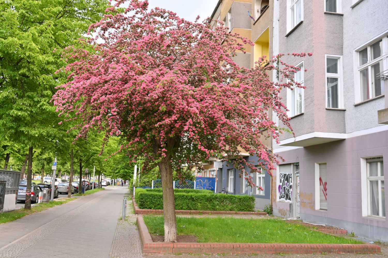 Crataegus × media 'Punicea' - Berlin, Bornholmer Straße - 2020