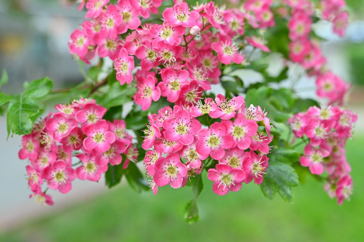 Crataegus × media 'Punicea' - Berlin, Bornholmer Straße - 2020