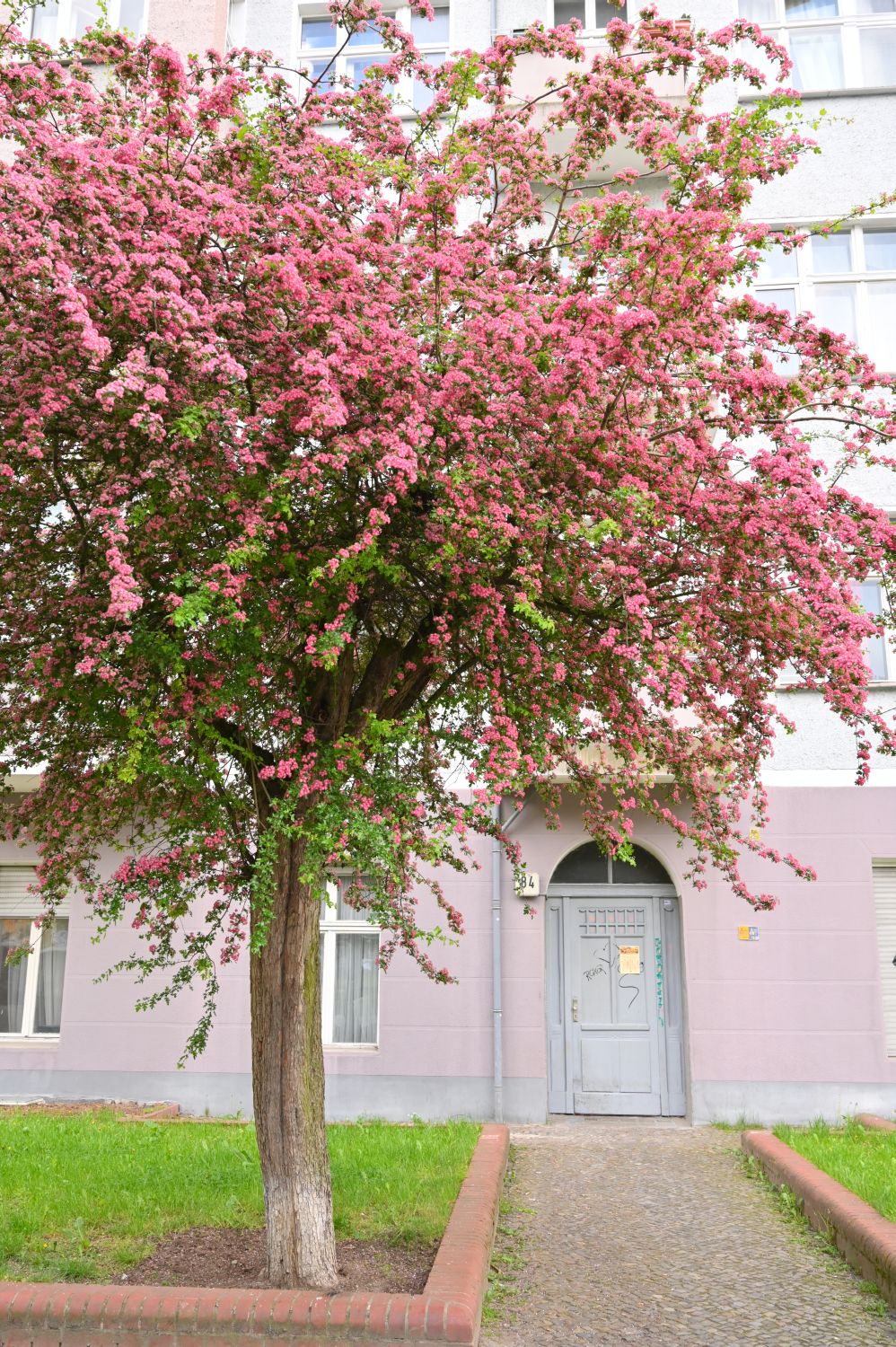 Crataegus × media 'Punicea' - Berlin, Bornholmer Straße - 2020