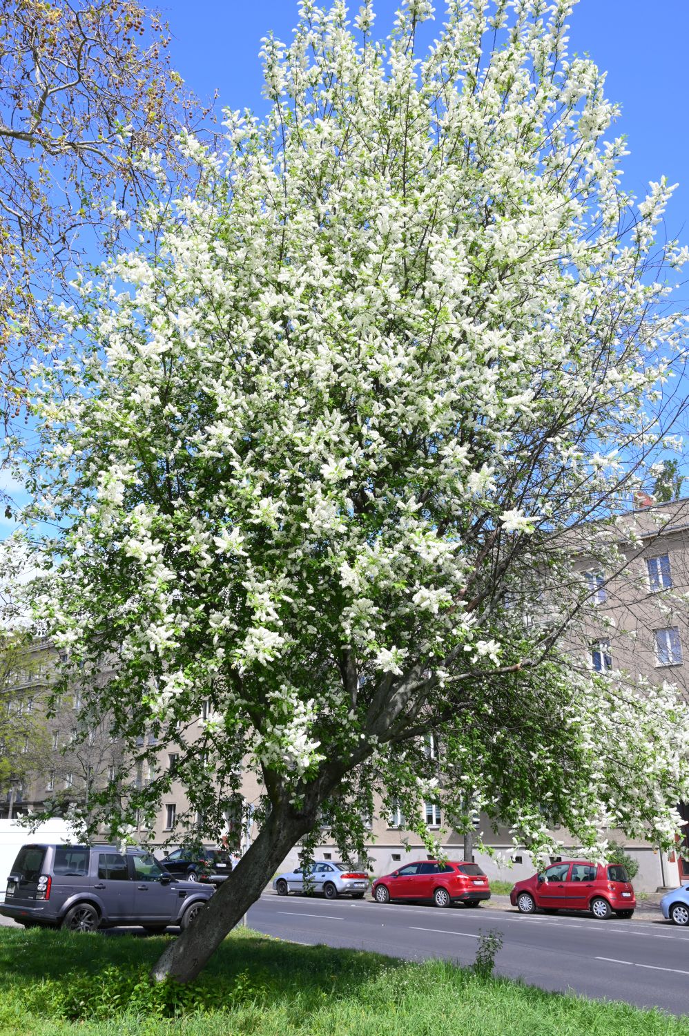 Prunus padus 'Schloss Tiefurt' - Berlin, Ostseeplatz - 2020
