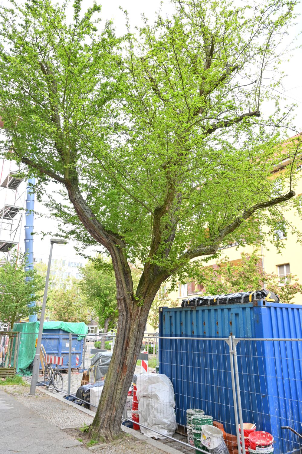 Crataegus × media 'Paul's Scarlet' - Berlin, Laudaer Straße 2 - 2020