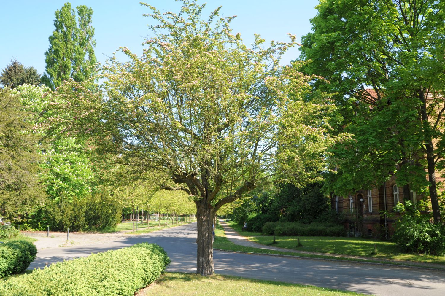 'Paul's Scarlet' × media Crataegus