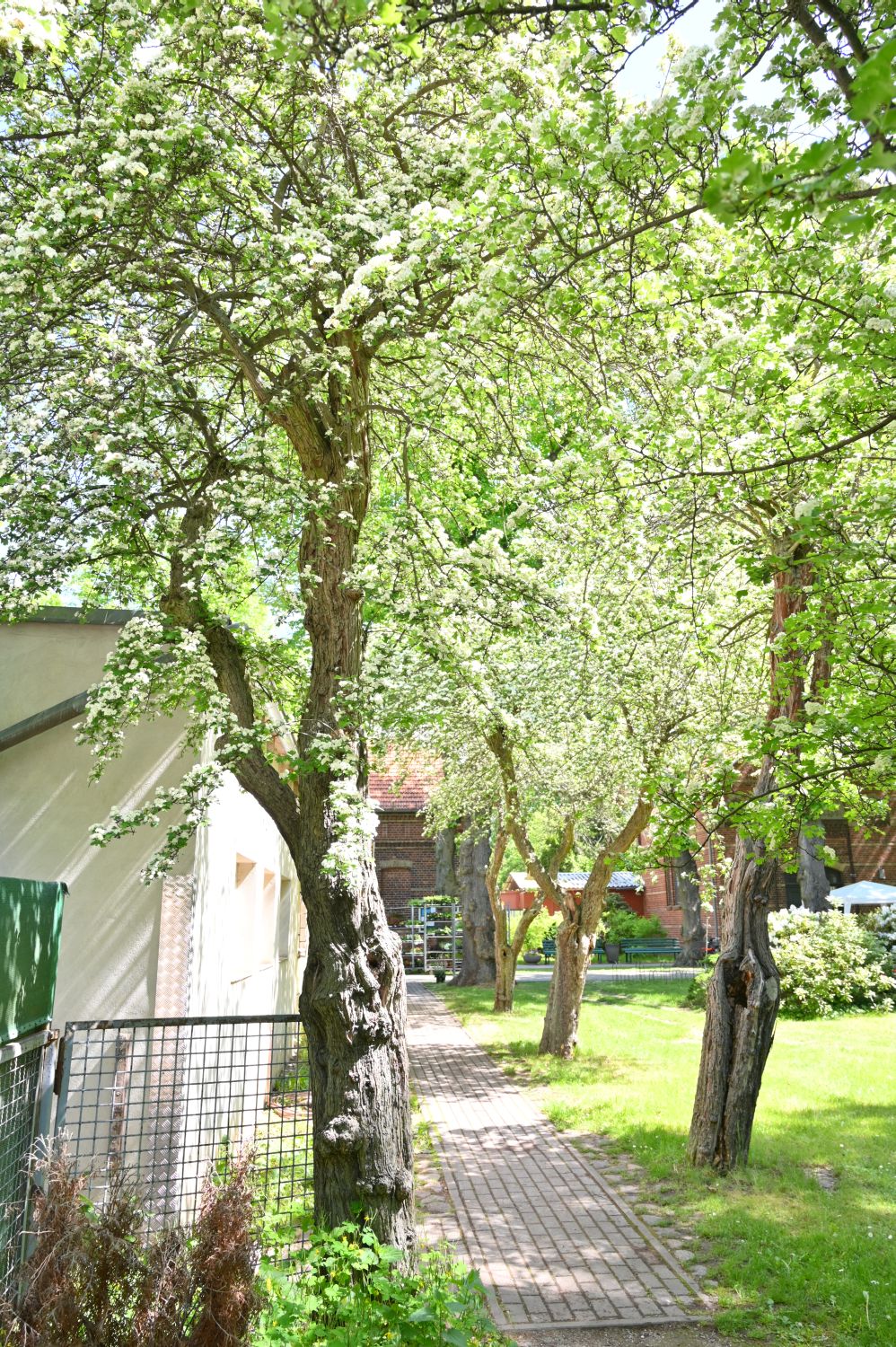 Crataegus × media 'Plena' - Berlin, Segenskirchhof - 2020