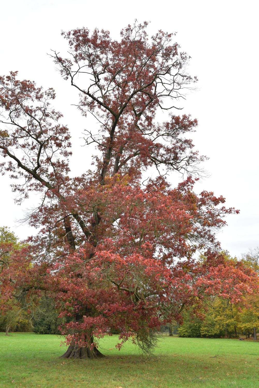 Scharlach-Eiche - Wörlitzer Park- 2017