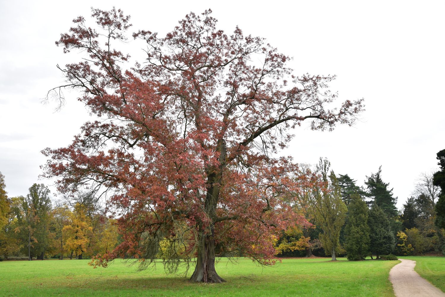 Scharlach-Eiche - Wörlitzer Park- 2017