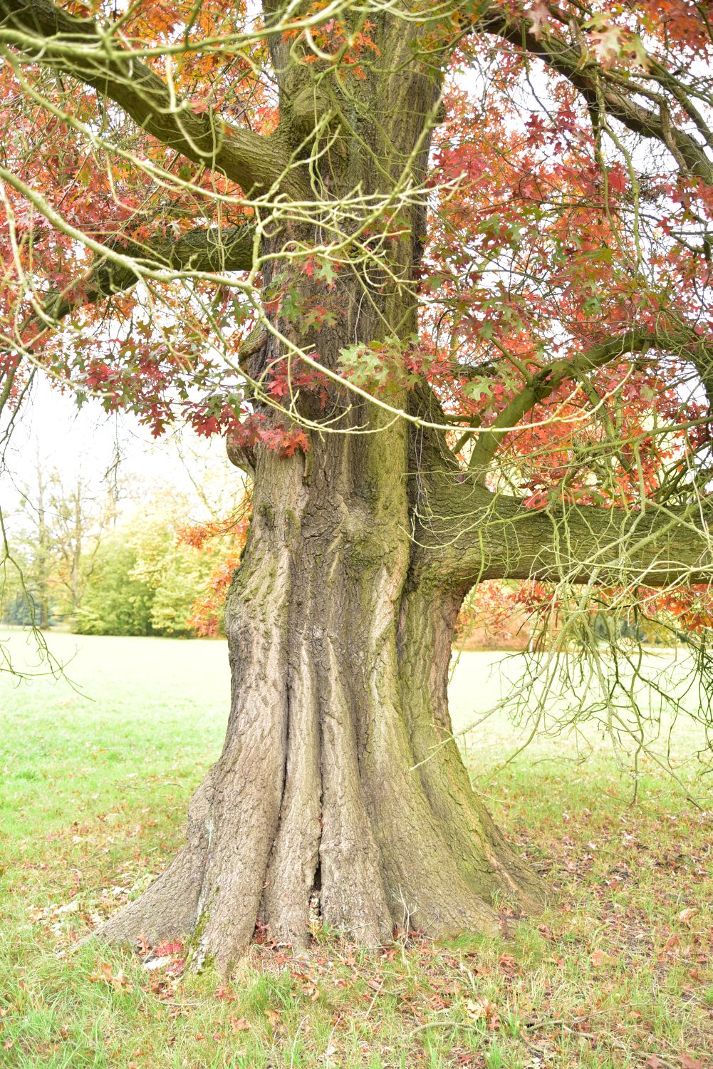 Scharlach-Eiche - Wörlitzer Park- 2017