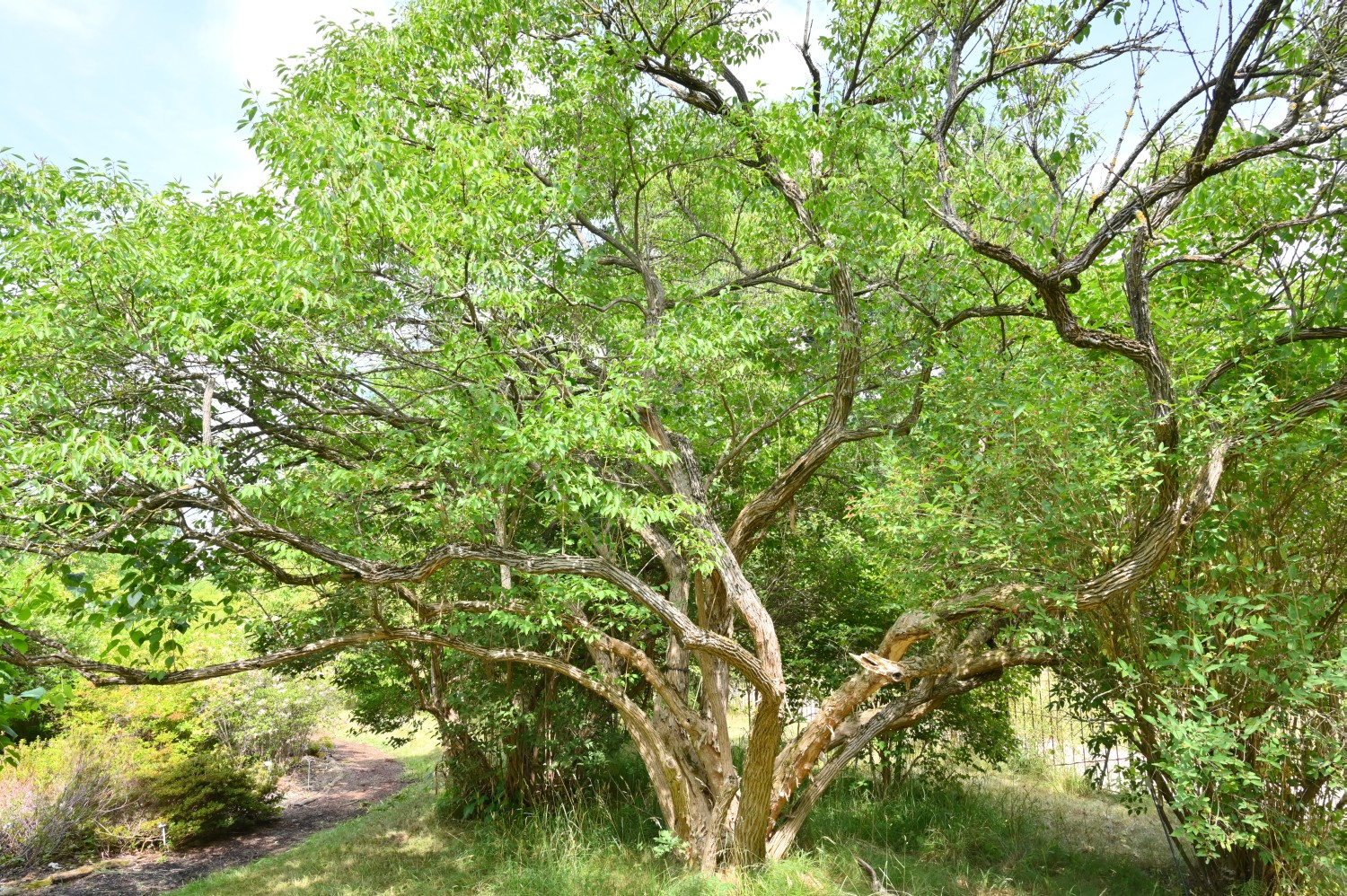 Lonicera maackii - Dresden Botanischer Garten - 2022
