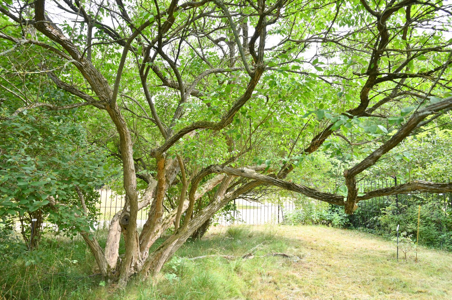 Lonicera maackii - Dresden Botanischer Garten - 2022
