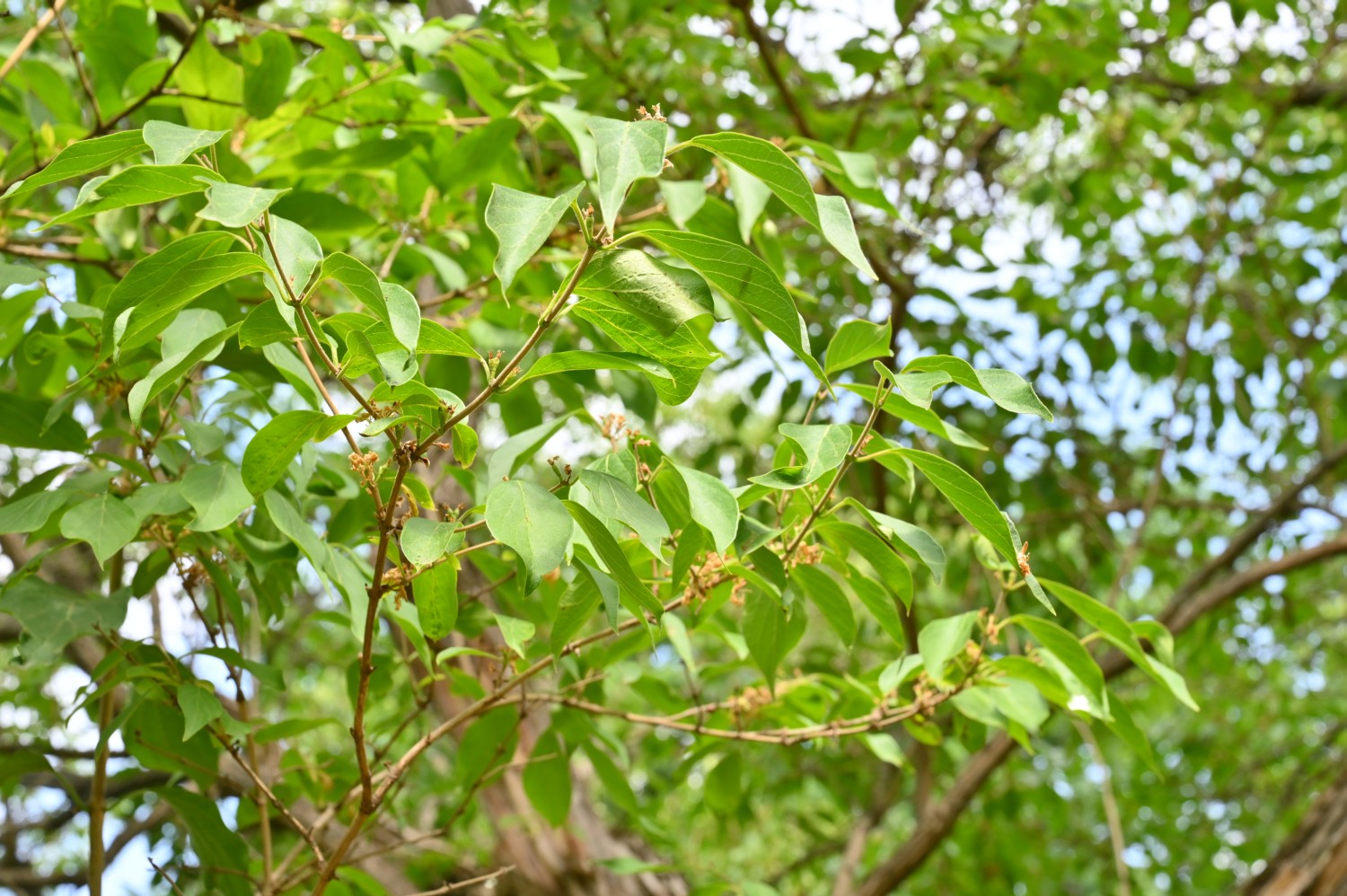 Lonicera maackii - Dresden Botanischer Garten - 2022