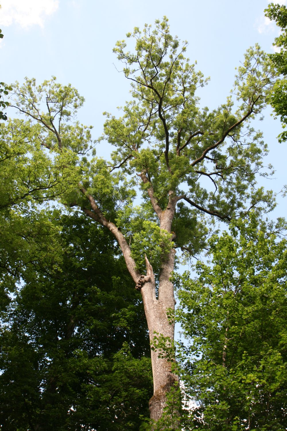 Fraxinus excelsior - Kloster Marienstatt - August 2020
