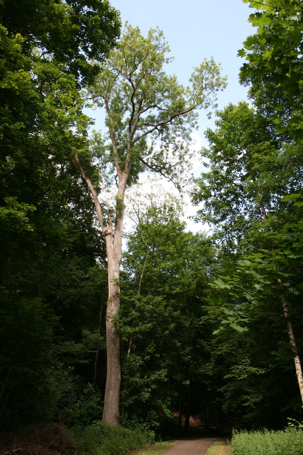 Fraxinus excelsior - Kloster Marienstatt - August 2020