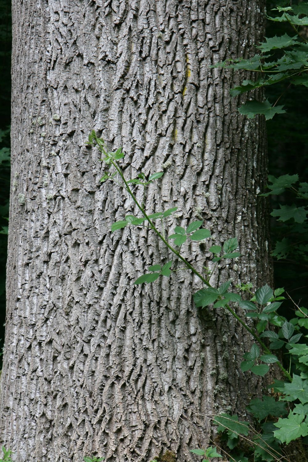 Fraxinus excelsior - Kloster Marienstatt - August 2020