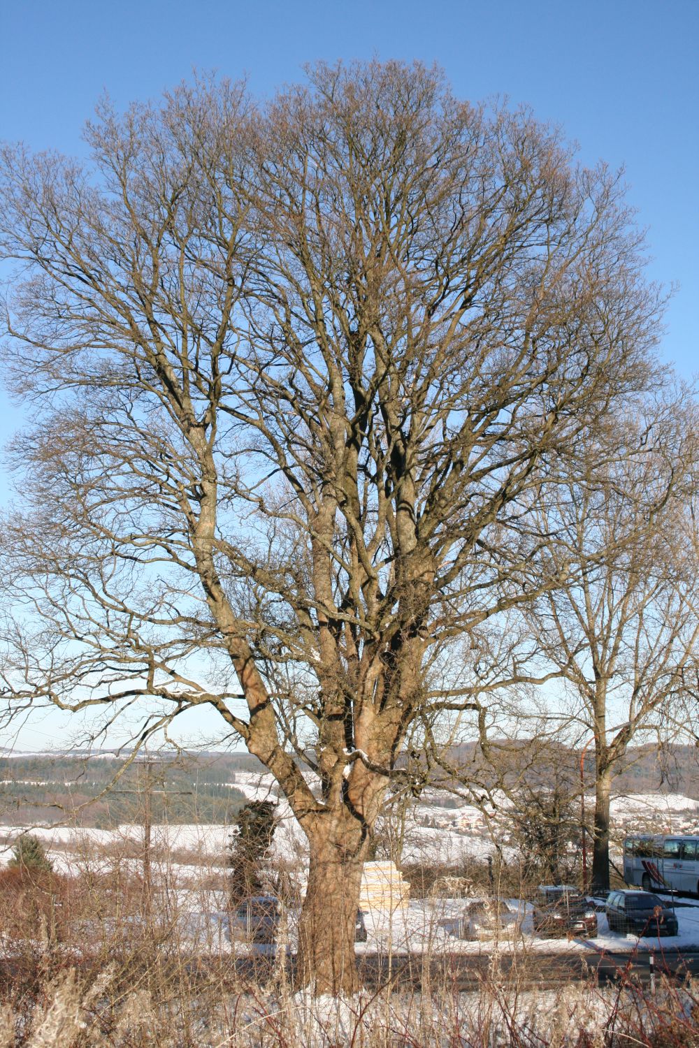 Acer pseudoplatanus - Hachenburg