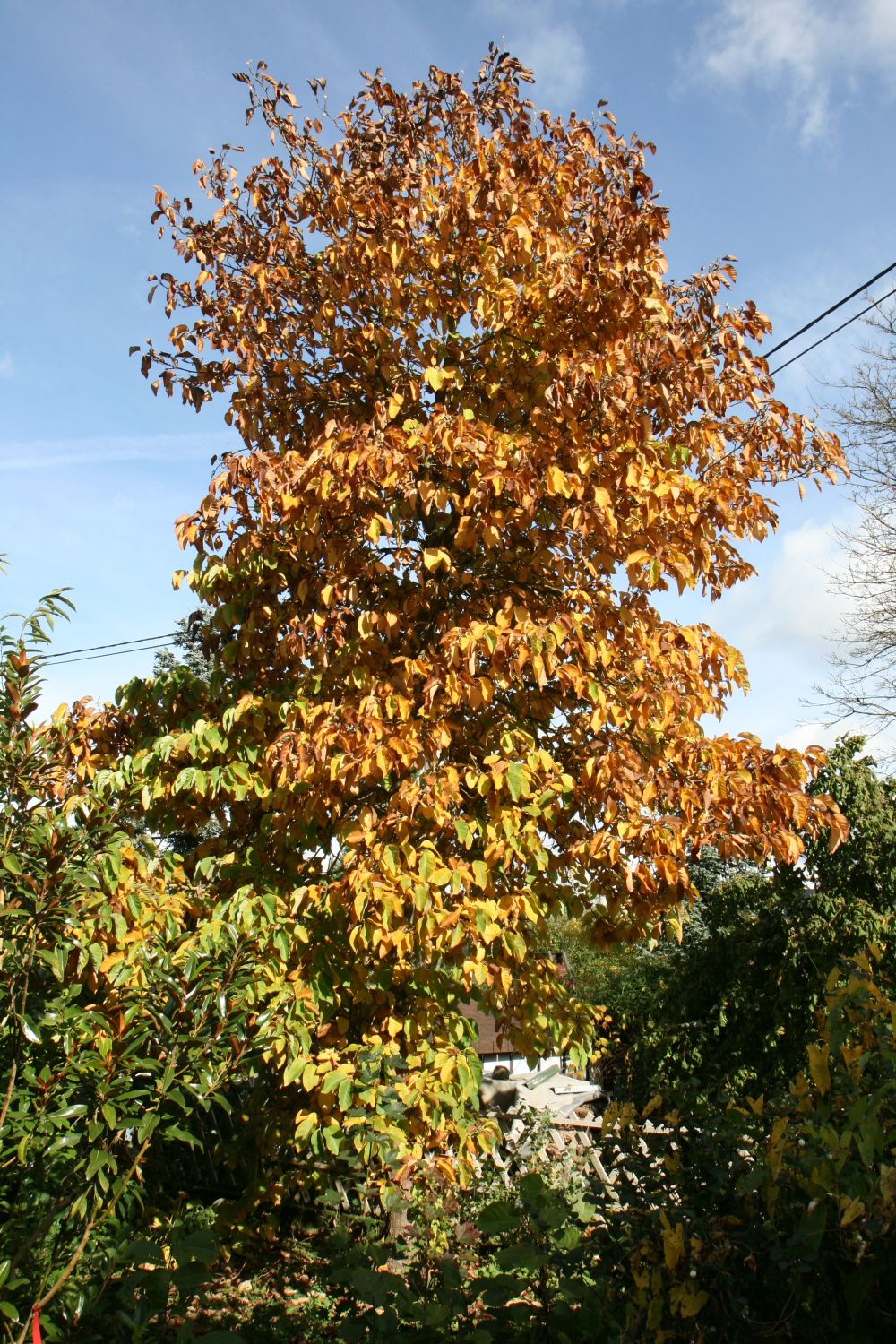 Magnolia acuminata var. subcordata - Nistertal