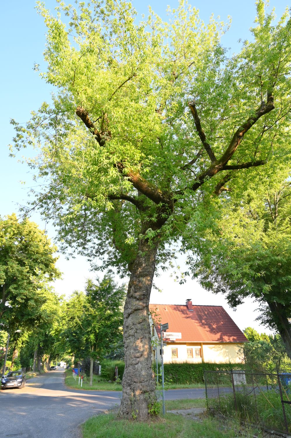 Eschen-Ahorn - Berlin-Buch - 2020