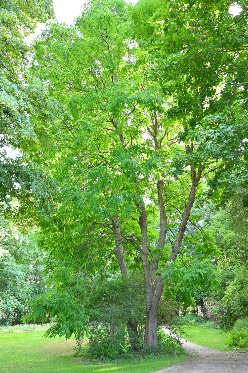 dioicus Gymnocladus