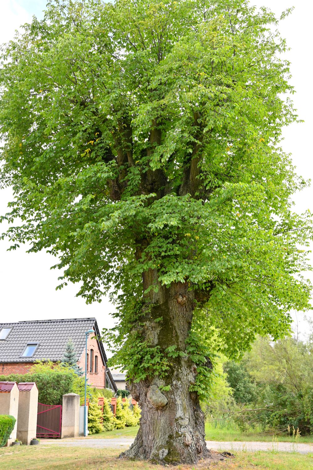 Berg-Ulme - Lossow (Frankfurt Oder) - 2020