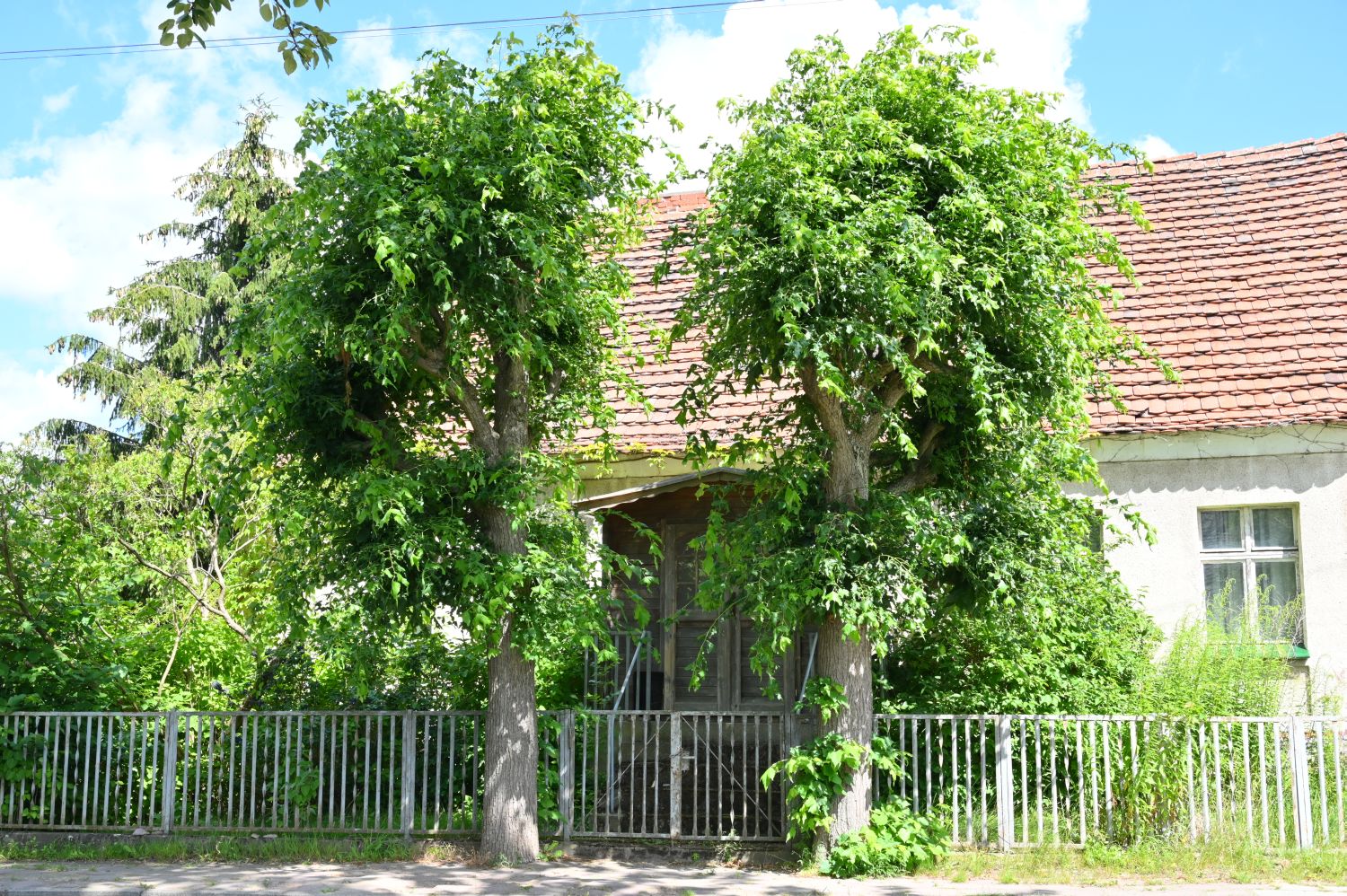 Tilia platyphyllos 'Laciniata' - Hohenwalde - 2020