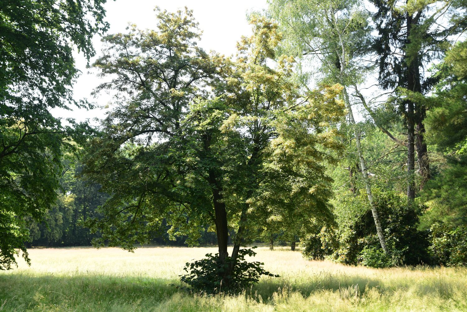 'Laciniata' platyphyllos Tilia
