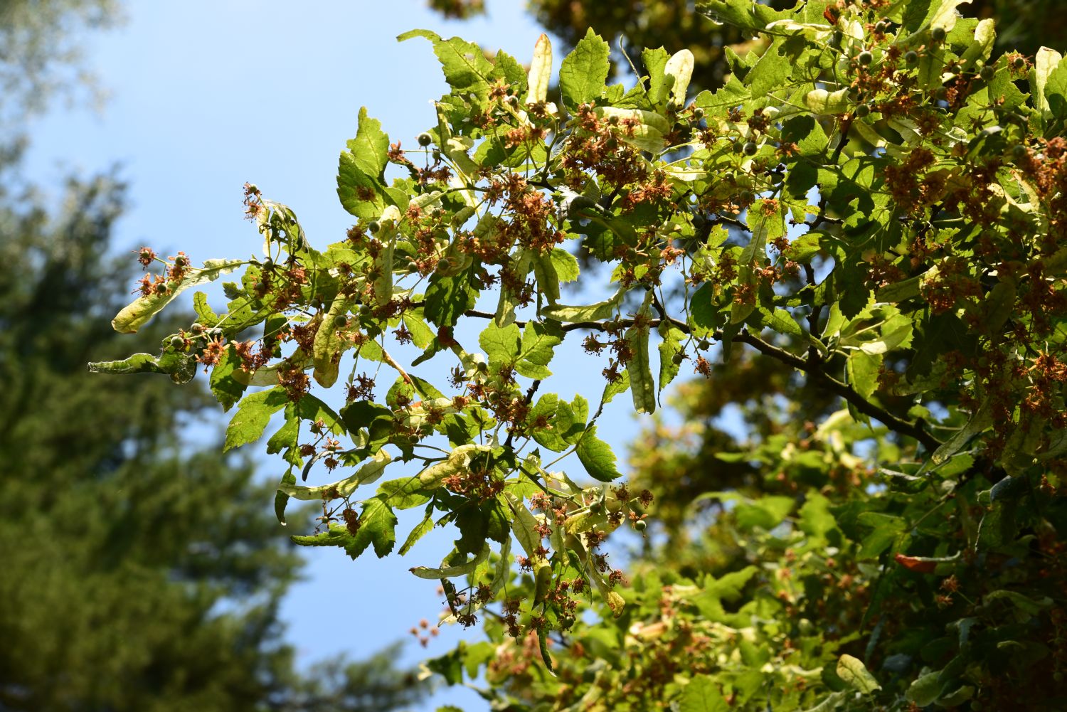 Tilia platyphyllos 'Laciniata' - Lindenau - 2015