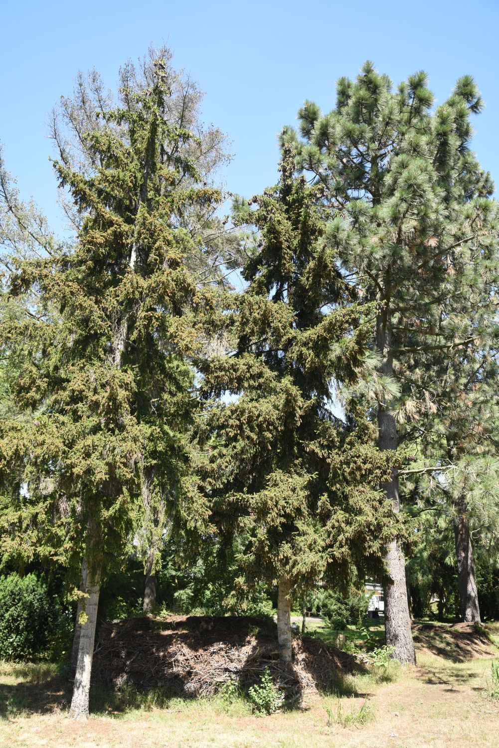 jeffreyi Pinus