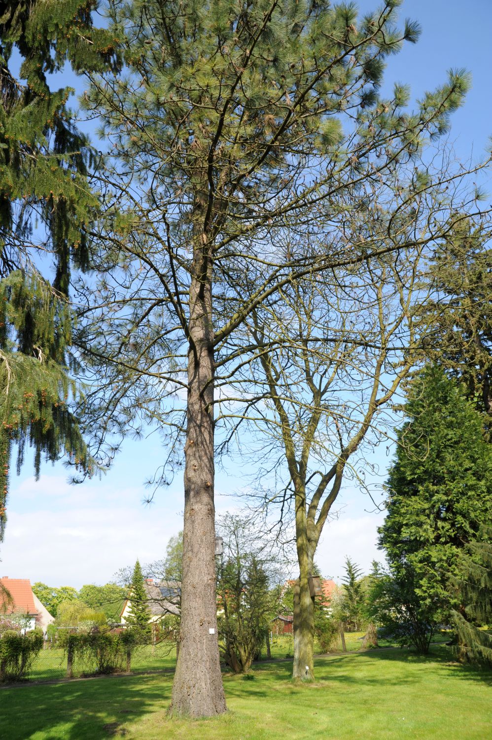 jeffreyi Pinus