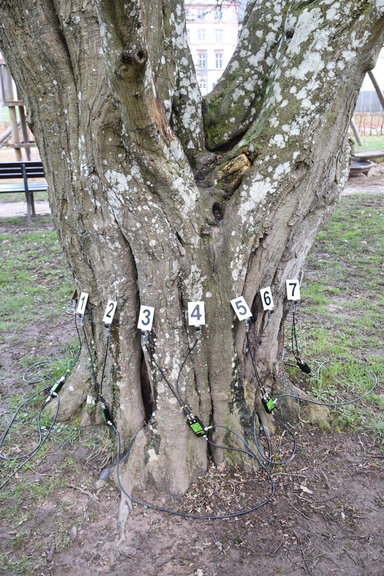 Carpinus betulus 'Quercifolia' - Bad Brückenau - 2020