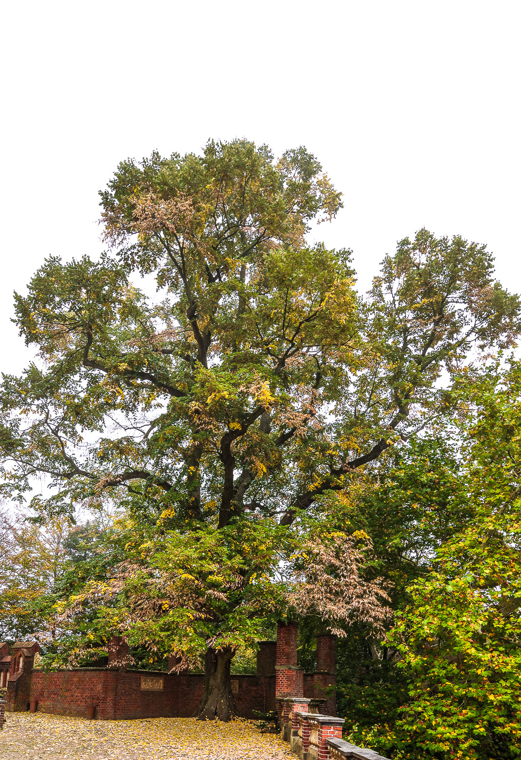 Tilia tomentosa